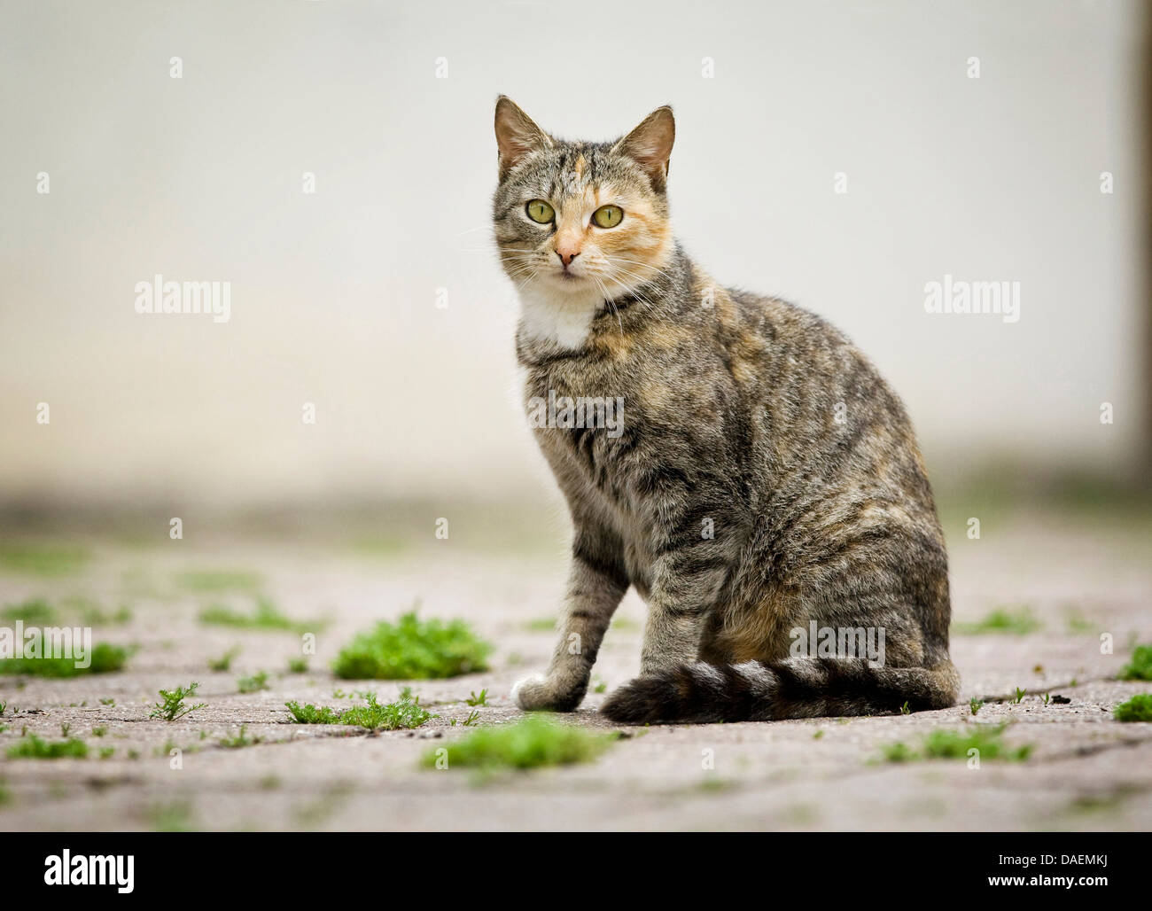 Hauskatze, Hauskatze (Felis Silvestris F. Catus), schwangere Katze sitzt auf dem Boden in Kamera, Deutschland Stockfoto