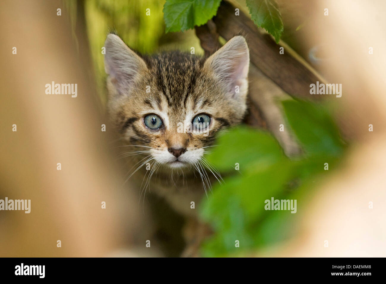 Hauskatze, Hauskatze (Felis Silvestris F. Catus), ängstliche Kätzchen in seinem Versteck, Deutschland Stockfoto
