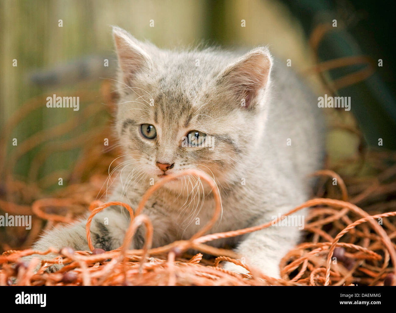 Hauskatze, Haus Katze (Felis Silvestris F. Catus), graue Kätzchen im Korb, Deutschland Stockfoto