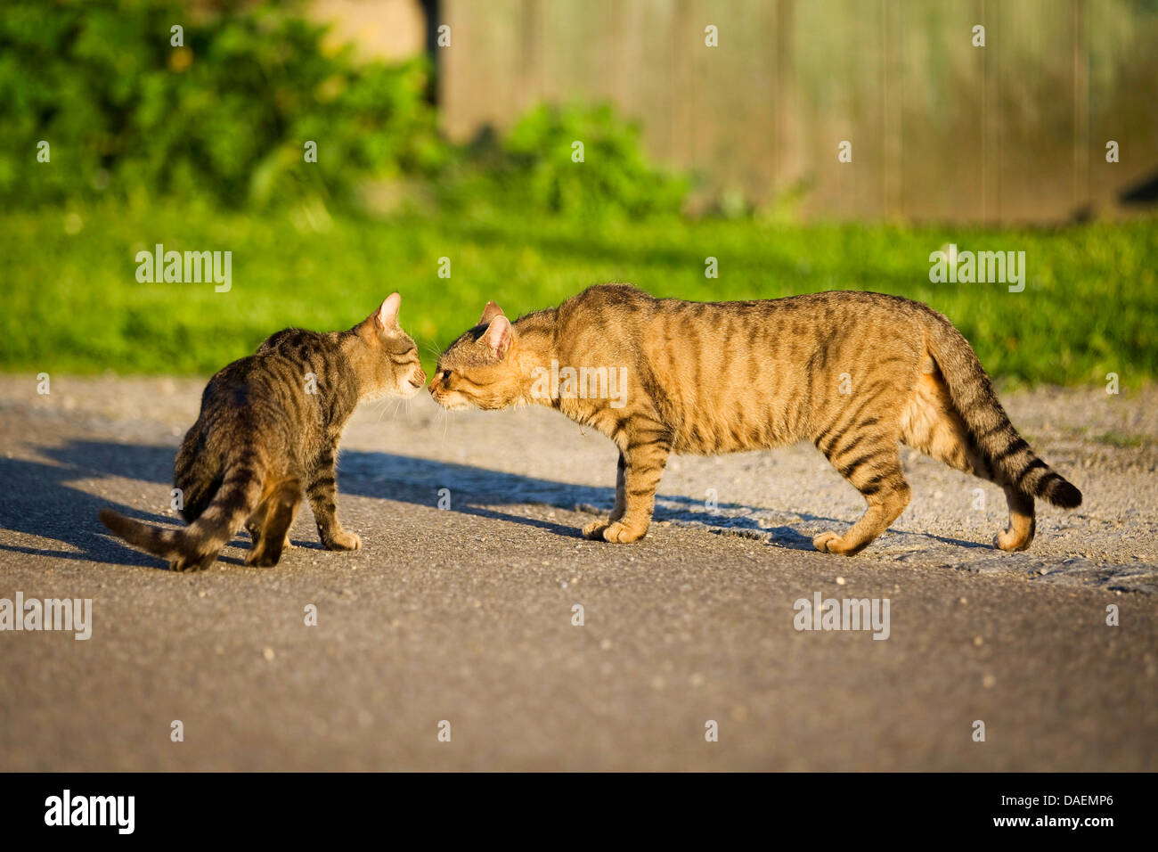 Hauskatze, Hauskatze (Felis Silvestris F. Catus), zwei Katze, stehend auf einem Pfad und nosing einander, Deutschland Stockfoto