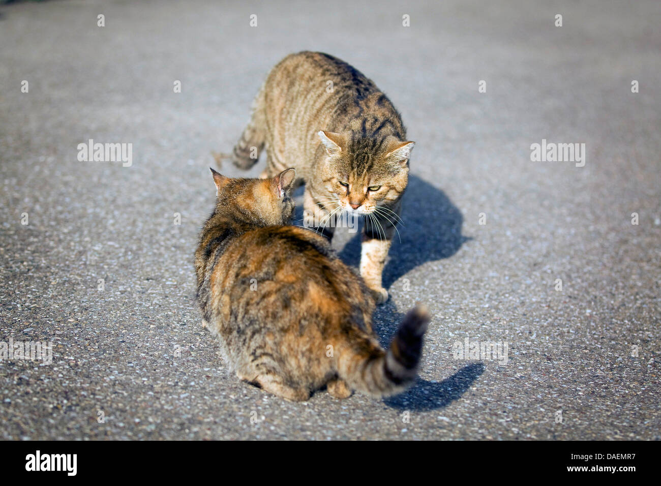 Hauskatze, Hauskatze (Felis Silvestris F. Catus), zwei Katzen treffen auf der Straße, Deutschland Stockfoto