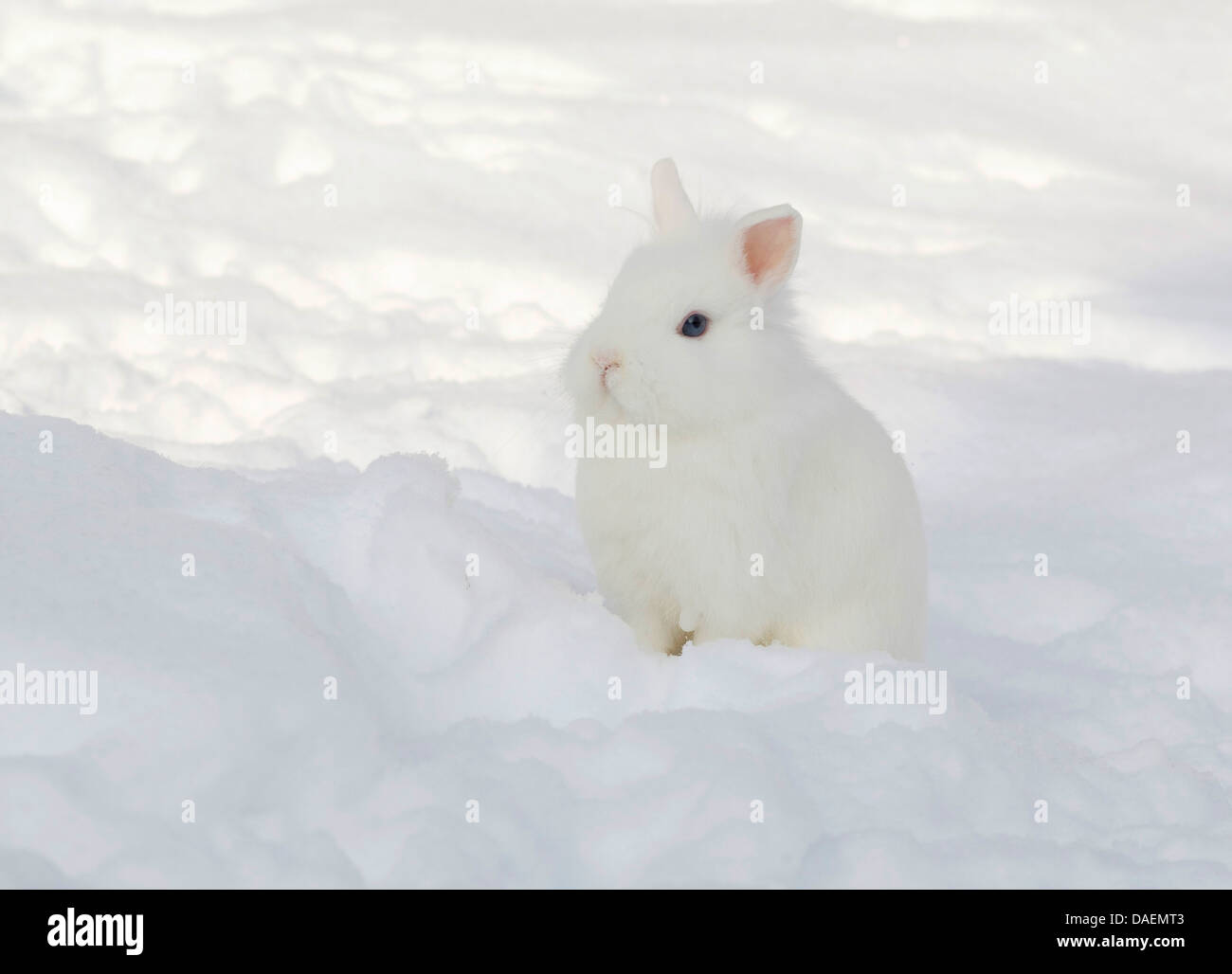 Zwerg Kaninchen (Oryctolagus Cuniculus F. Domestica), weiße Kaninchen sitzen im Schnee, Deutschland Stockfoto