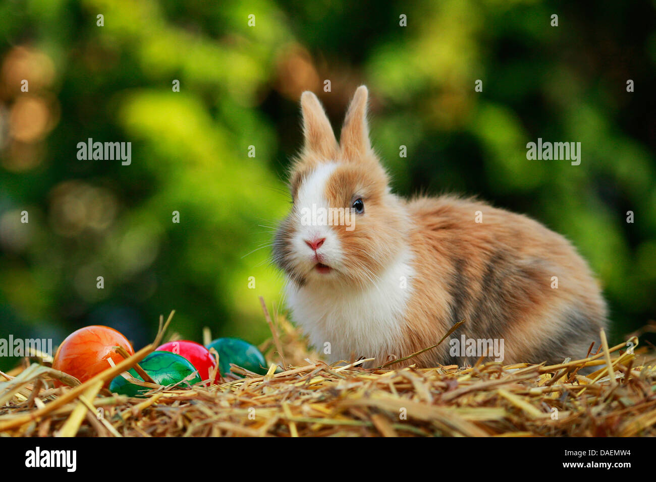 Löwenkopf Kaninchen (Oryctolagus Cuniculus F. Domestica), sitzen auf Stroh mit bunt bemalten Hühnereiern, Deutschland Stockfoto