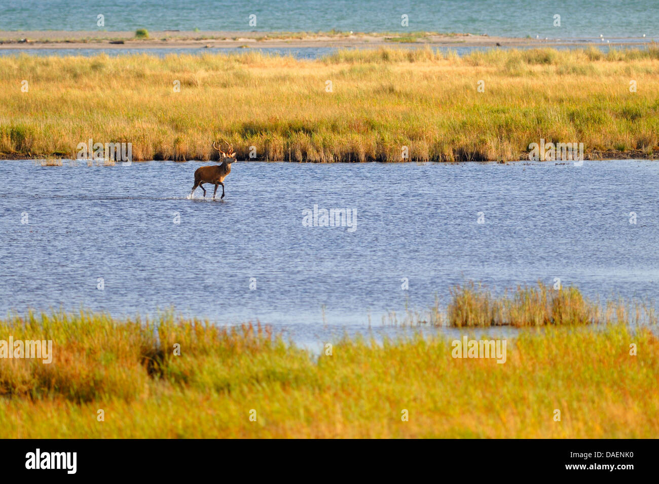 Rothirsch (Cervus Elaphus), überqueren einen Brackwasser-See an der Ostseeküste, Deutschland, Mecklenburg-Vorpommern, Nationalpark Vorpommersche Boddenlandschaft Stockfoto