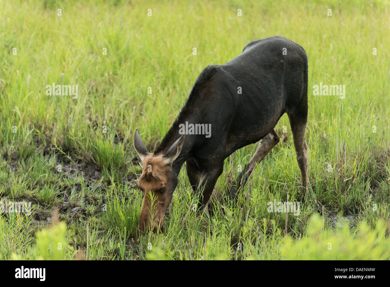 Elch in Algonquin Park, Ontario, Kanada Stockfoto