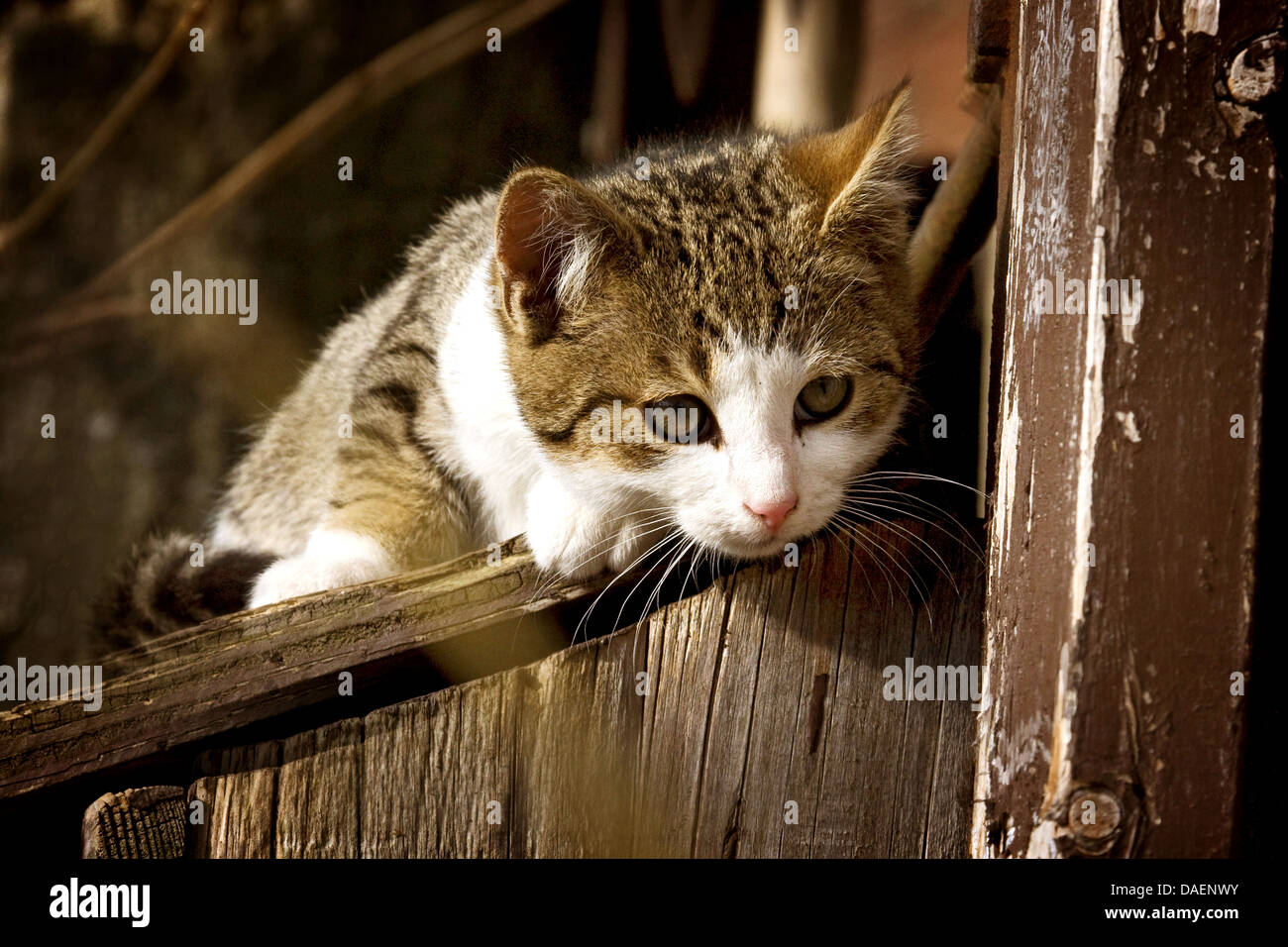 Hauskatze, Hauskatze (Felis Silvestris F. Catus), liegend auf einem hölzernen Geländer in einem Garten schaut, Deutschland Stockfoto