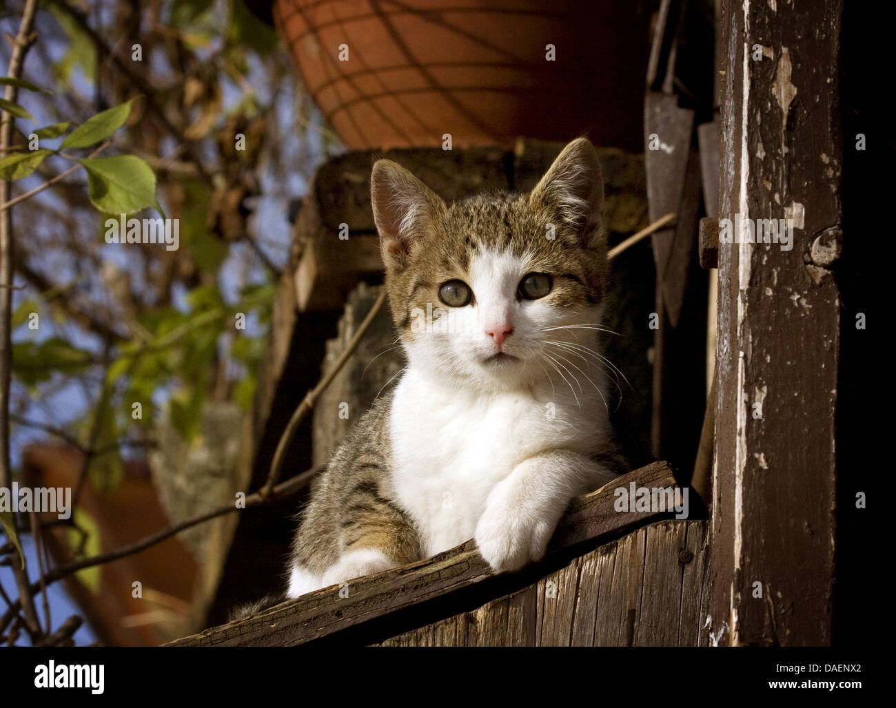 Hauskatze, Hauskatze (Felis Silvestris F. Catus), liegend auf einem hölzernen Geländer in einem Garten mit Blick auf die Kamera, Deutschland Stockfoto