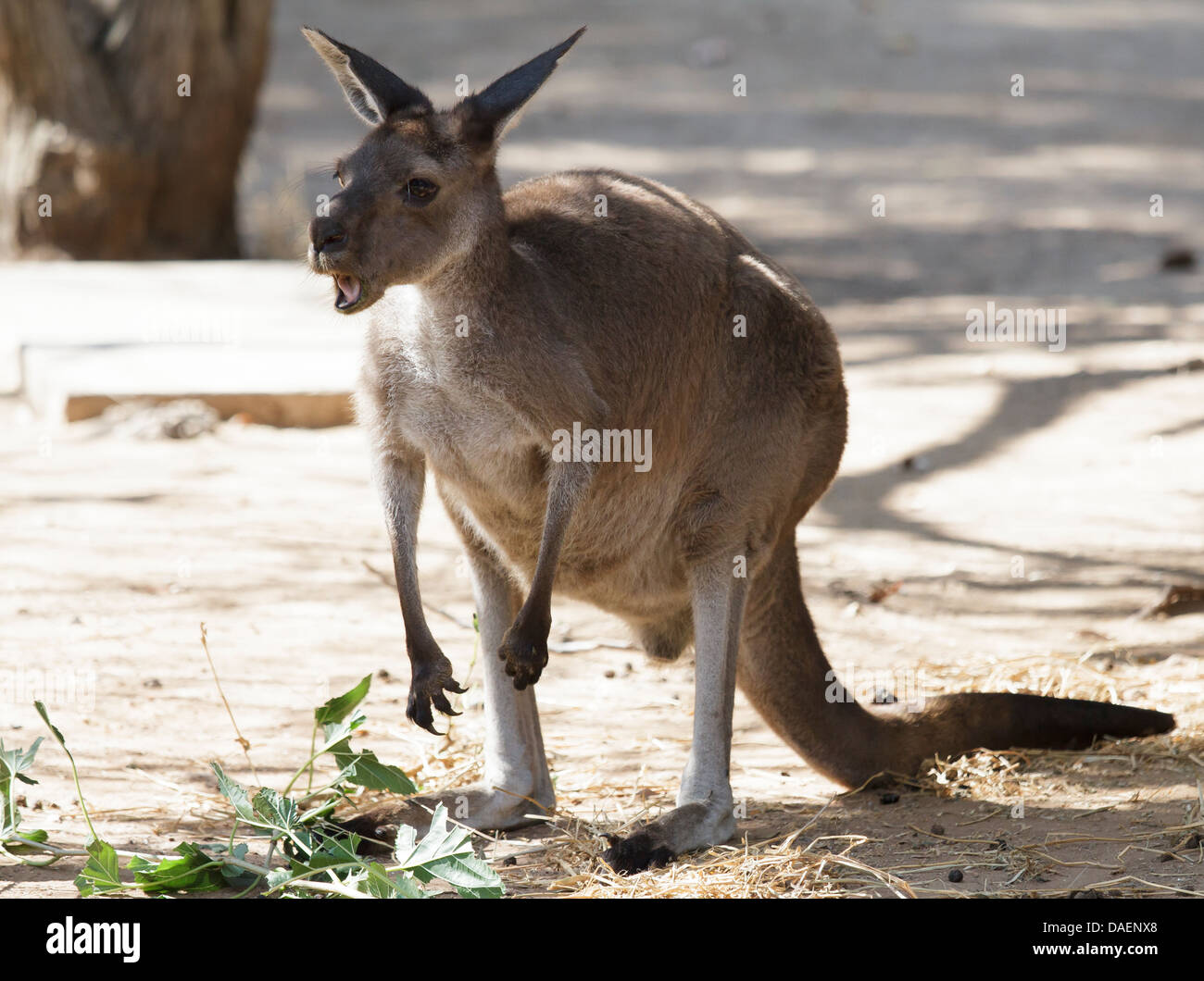 Singende Känguru in der Natur Stockfoto