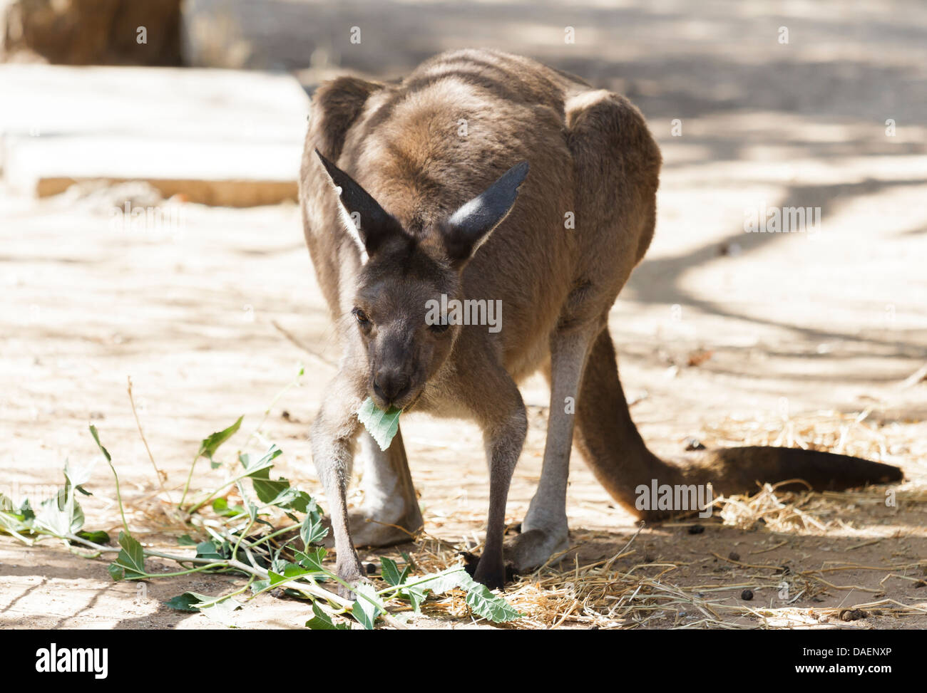 Känguru-Mittagessen in der Natur Stockfoto