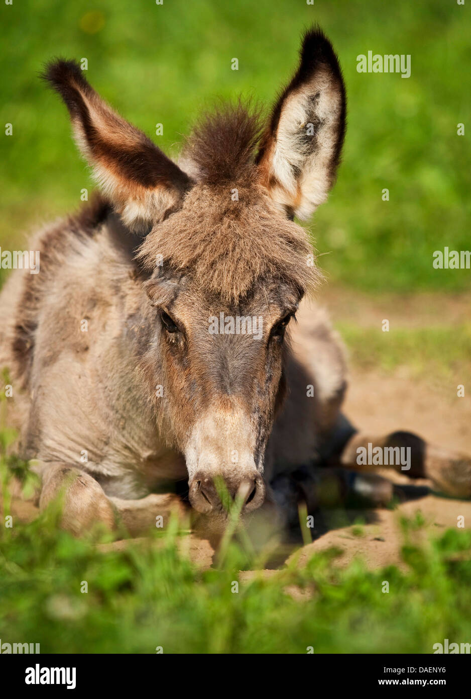 inländische Esel (Equus Asinus F. Asinus), Fohlen auf einer Wiese liegen und ruhen, Deutschland Stockfoto