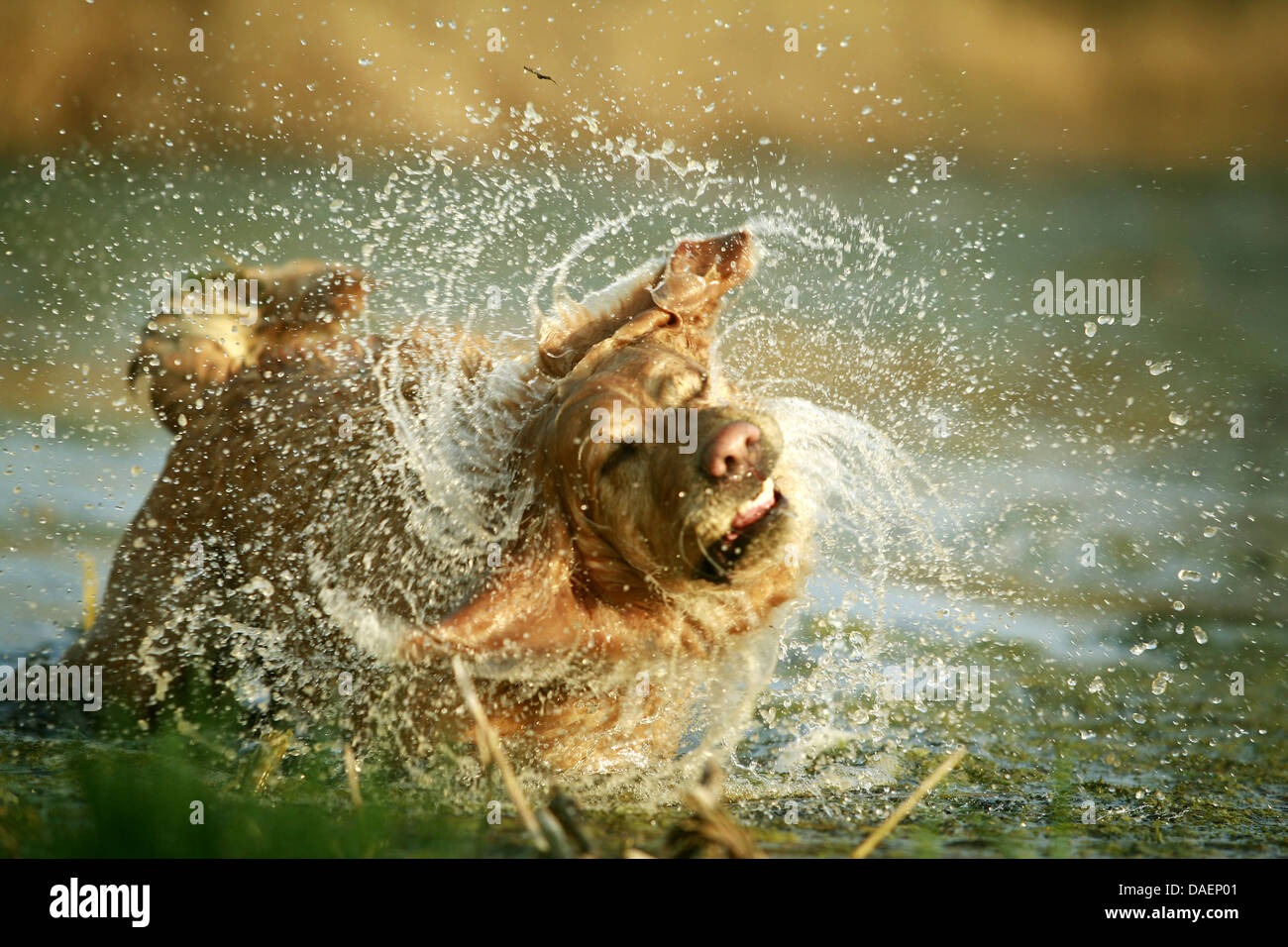 Golden Retriever (Canis Lupus F. Familiaris), stehen im Wasser und schütteln Wasser aus dem Fell, Deutschland Stockfoto