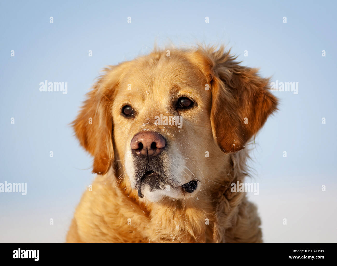 Golden Retriever (Canis Lupus F. Familiaris), Portrait im Schnee, Deutschland Stockfoto