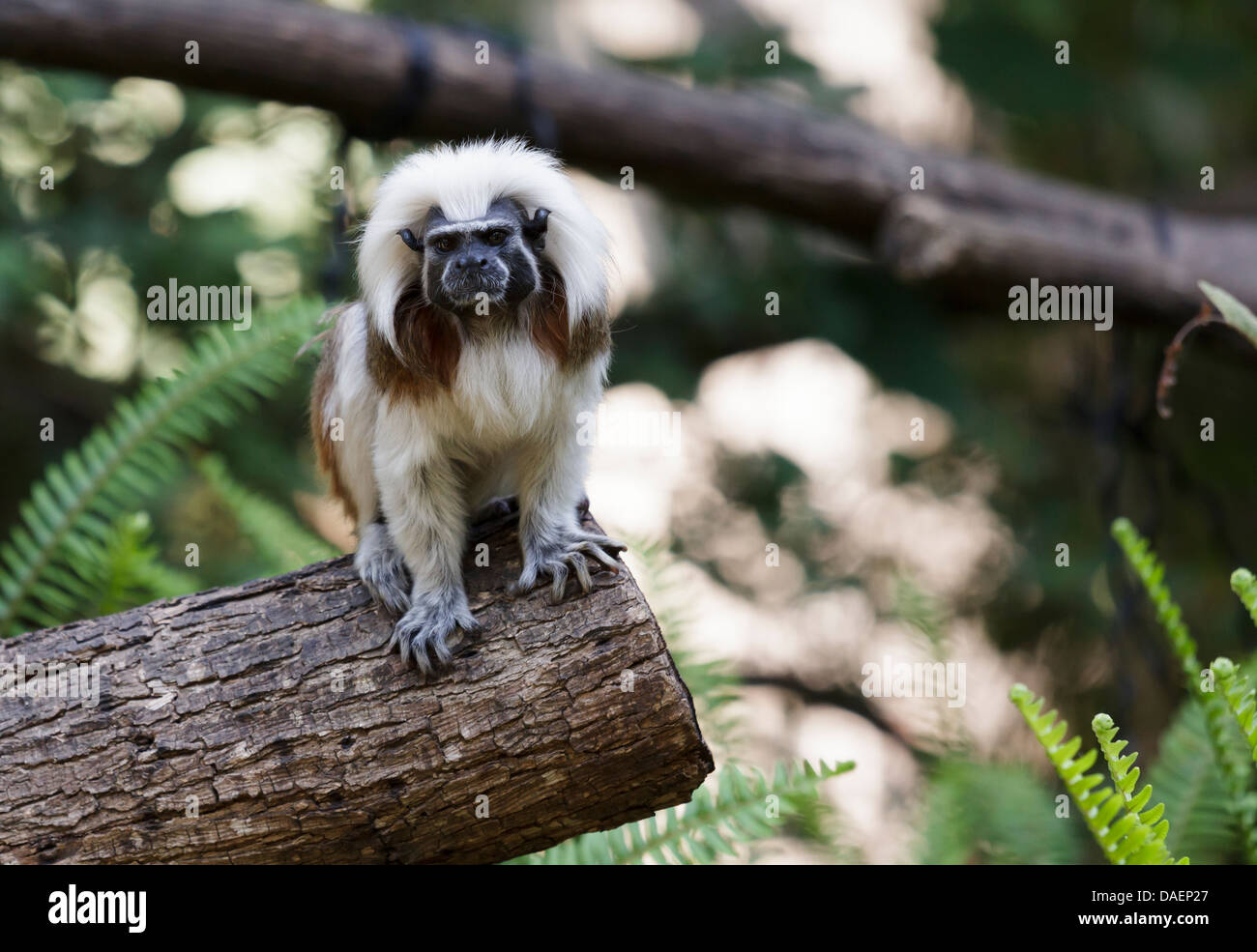 Tamarinde ist der kleinste Affe Stockfoto