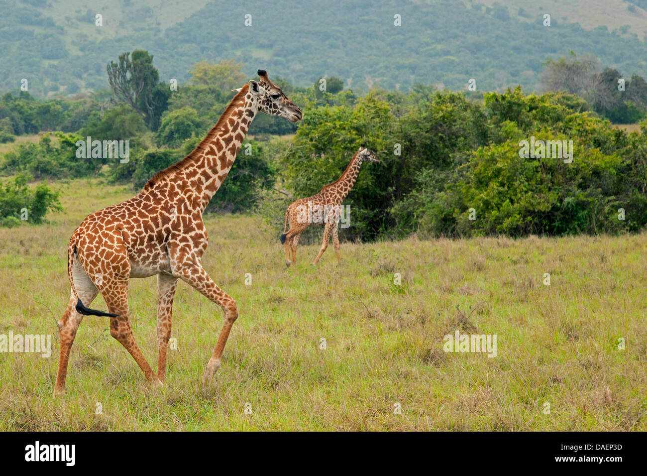 Masai-Giraffe (Giraffa Plancius Tippelskirchi), zwei Giraffen in Savannen im Regen Saison, Ruanda, Eastern Province, Akagera Nationalpark wandern Stockfoto