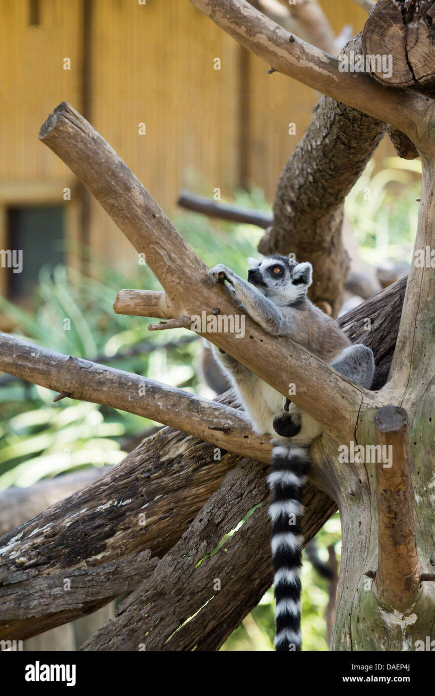 Lemur Sitzend auf dem Baum Stockfoto
