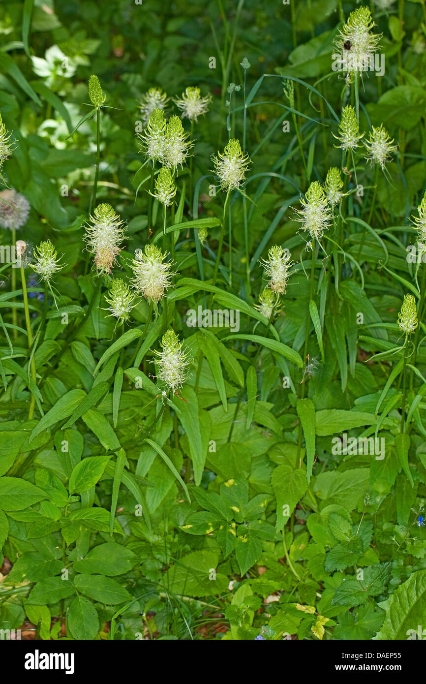 Spike Rapunzeln (Phyteuma Spicatum), blühen, Deutschland Stockfoto