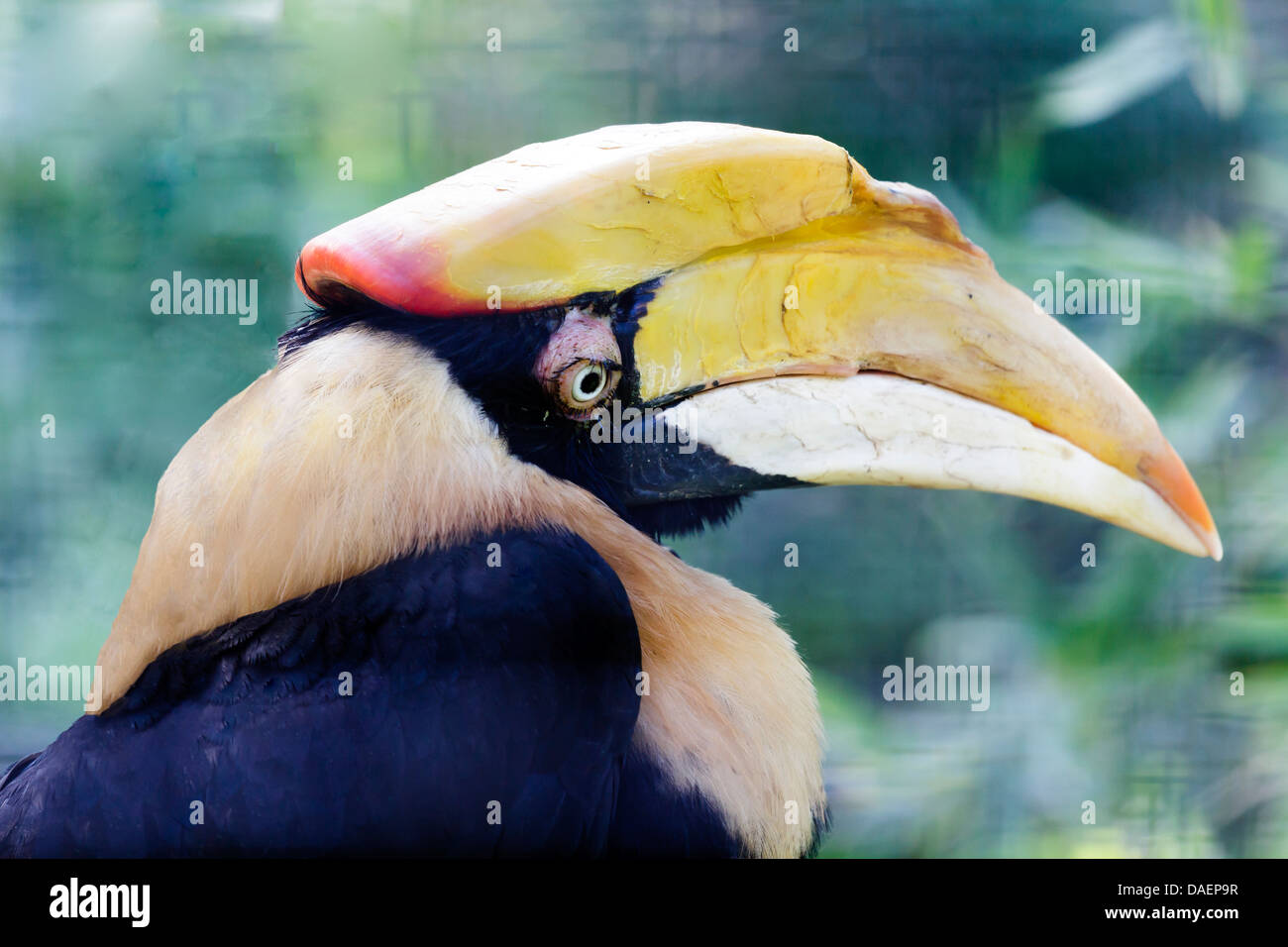 Hornbill Vogel Porträt auf dem Hintergrund der Blätter Stockfoto