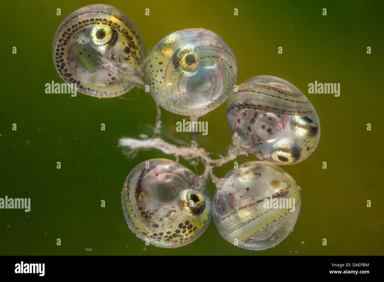 Fish eggs hatching -Fotos und -Bildmaterial in hoher Auflösung – Alamy