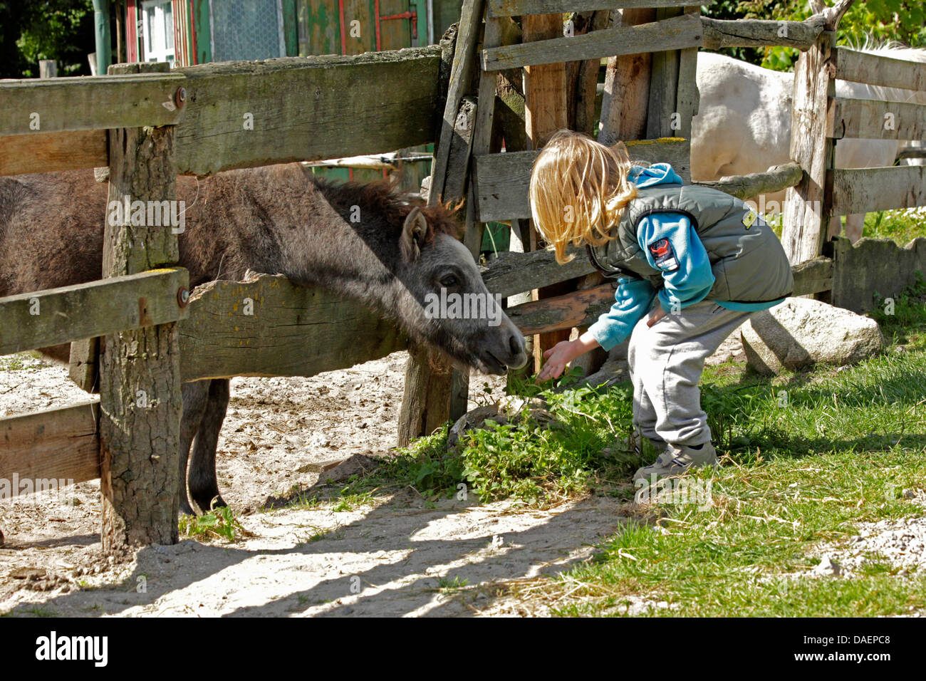 Shetland Pony (Equus Przewalskii F. Caballus), kleines Kind füttern ein Shetland-Pony suchen durch einen Zaun, Deutschland Stockfoto