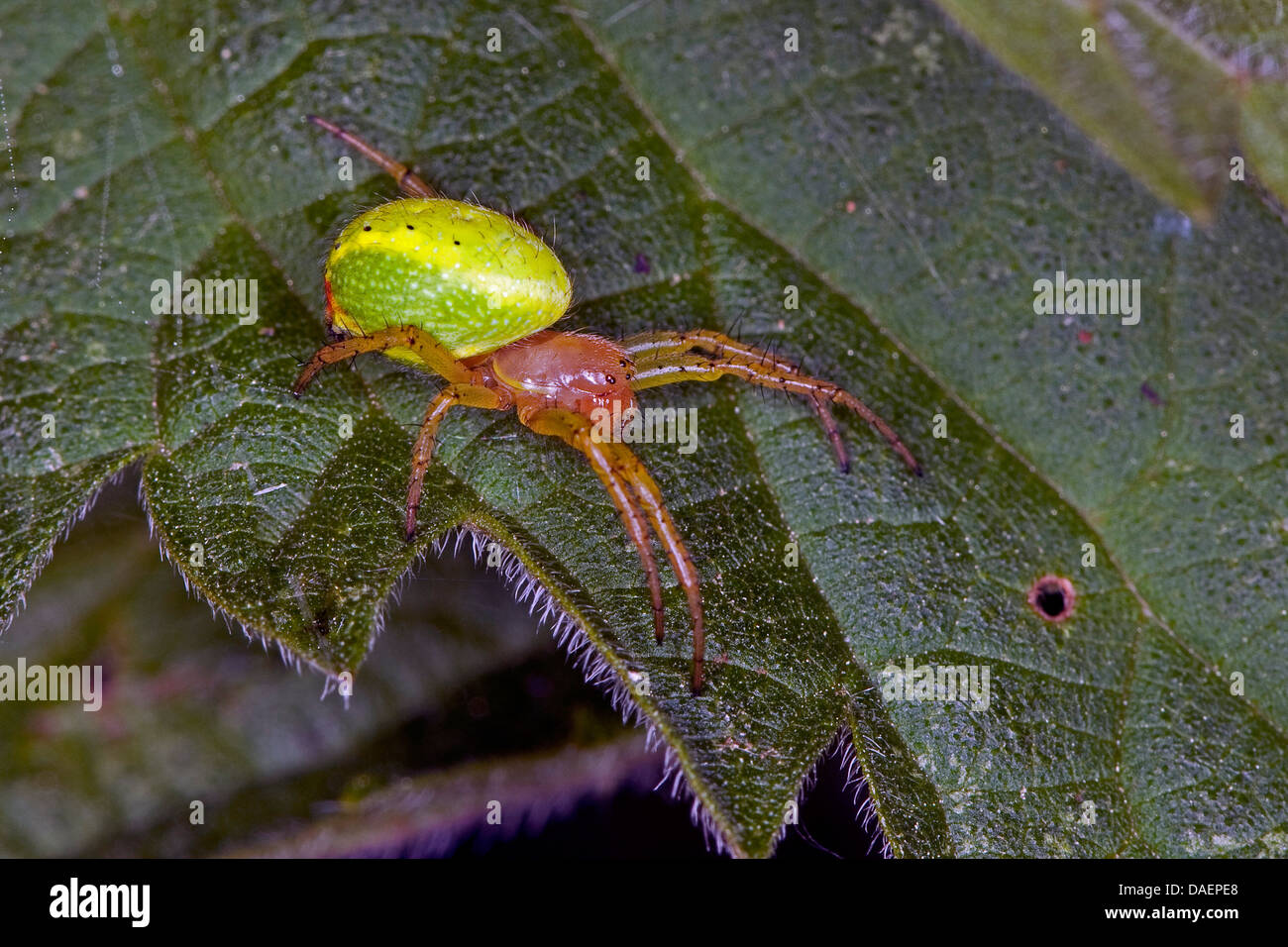 Kürbis-Spinne, Kürbis Spinne (Araniella Cucurbitina Oder Araniella Opistographa), sitzt auf einem Blatt, Deutschland Stockfoto