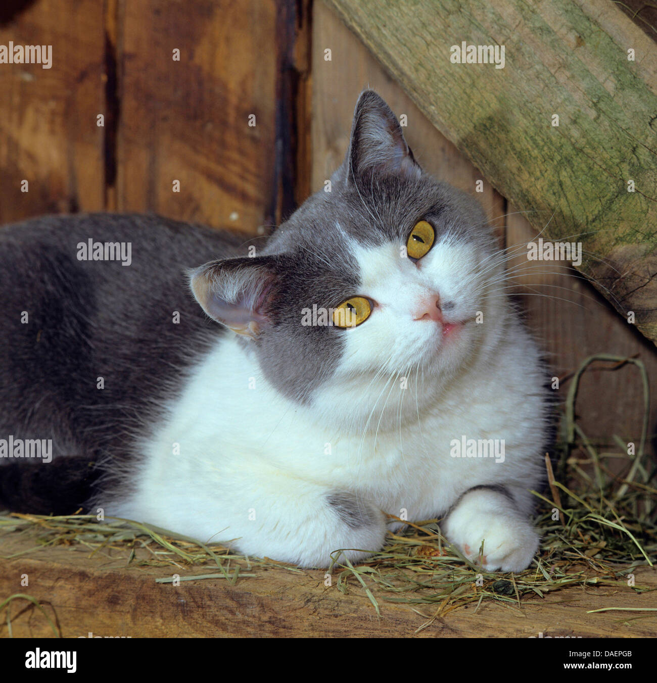 Hauskatze, Hauskatze (Felis Silvestris F. Catus), grau und weiß Katze liegend in einem Stall nachschlagen, Deutschland Stockfoto