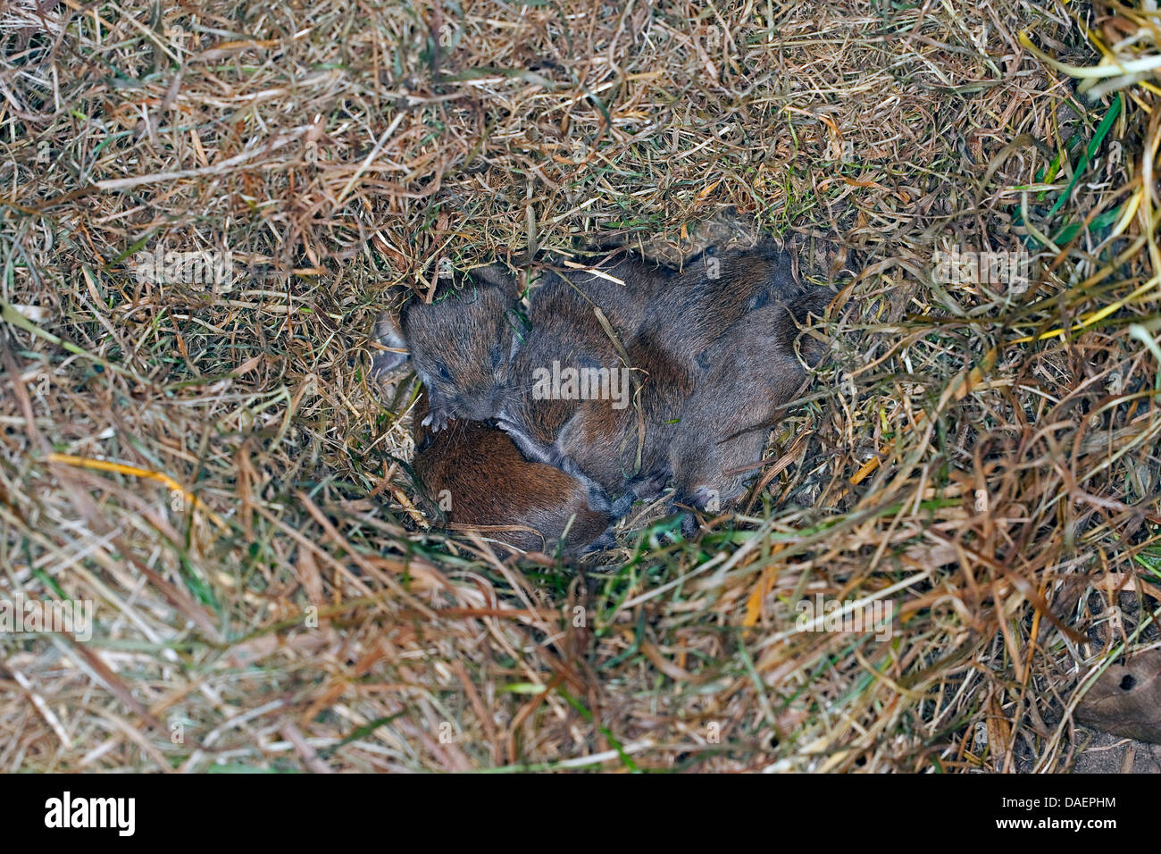 Rötelmaus (Clethrionomys Glareolus, Myodes Glareolus), Babys im Nest, Deutschland Stockfoto