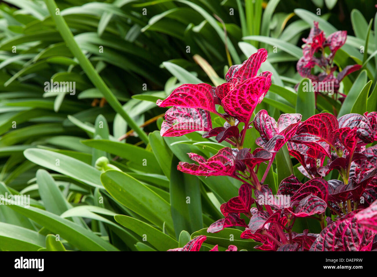 exotische Zierpflanzen im Garten, Burundi, Gitega Stockfoto