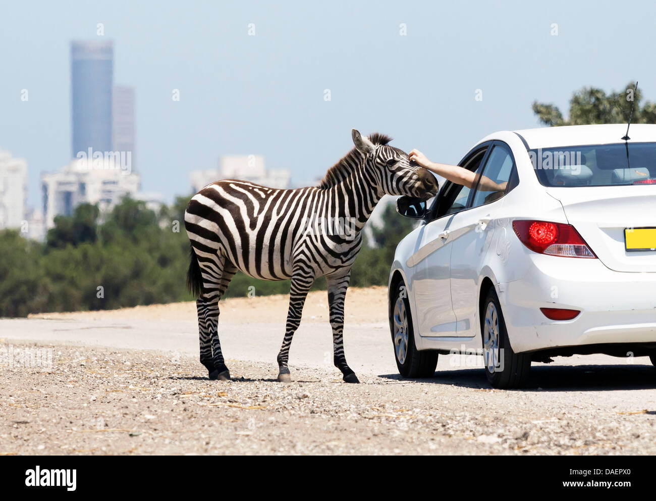 Zebra in der modernen Stadt Stockfoto