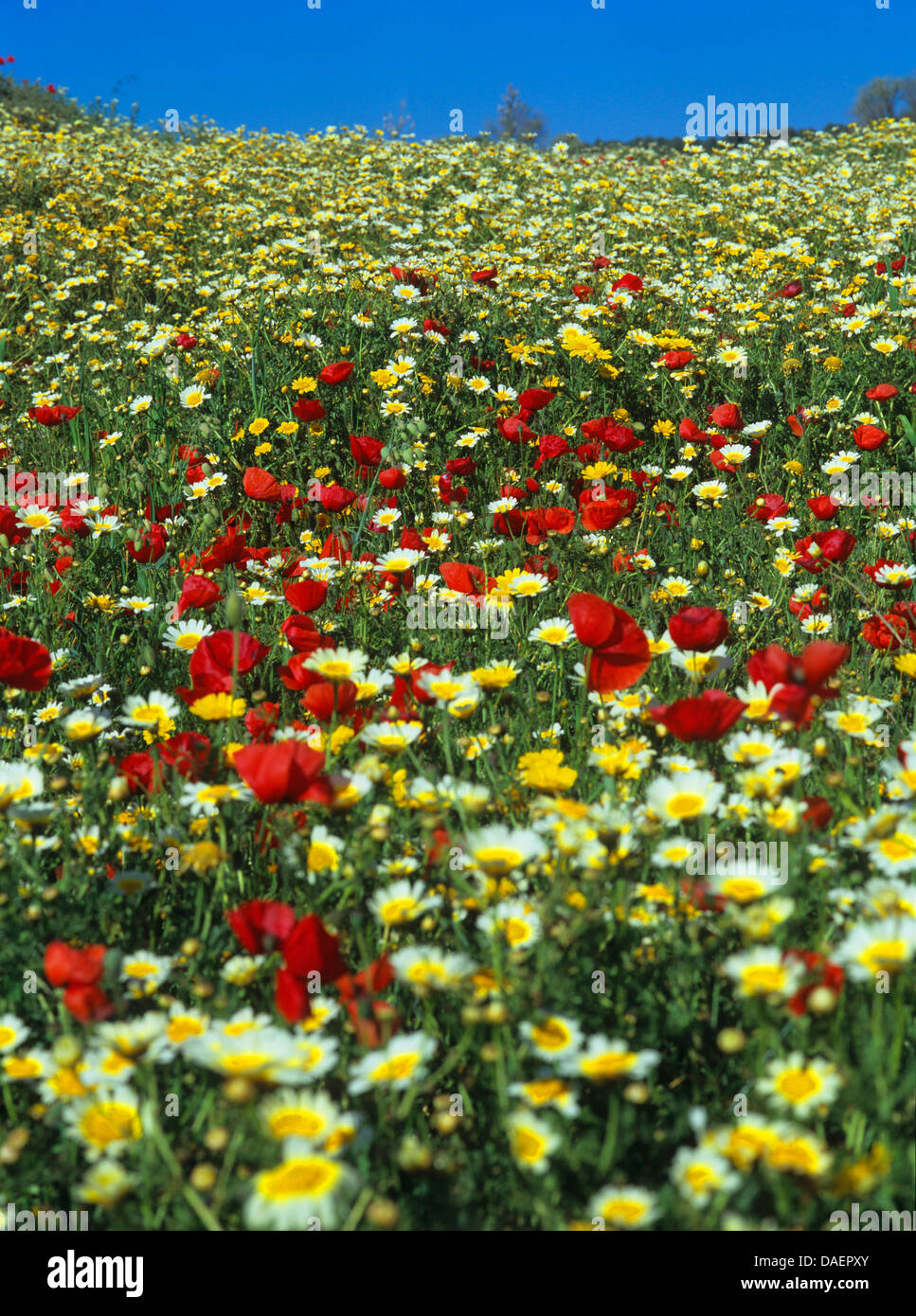 Crown Daisy, Garland Chrysantheme (Chrysanthemum Coronarium), Wiese mit Mohn und Krone Daisy, Spanien, Balearen, Mallorca Stockfoto