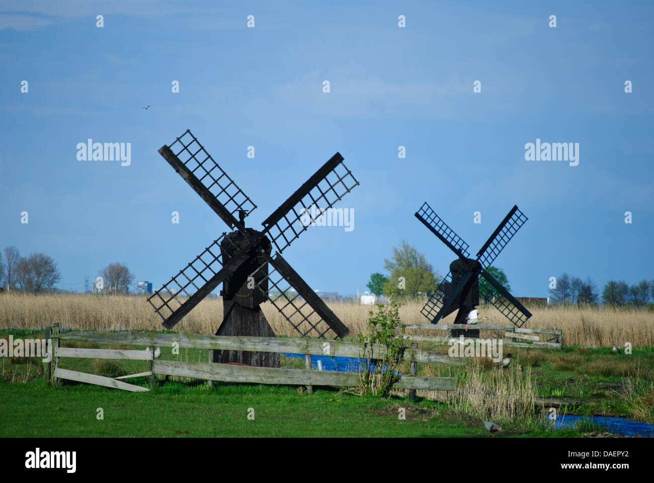 Kleine hölzerne Windmühlen in einem Feld sehen in der Nähe von Zaanse Schans Dorf Stockfoto