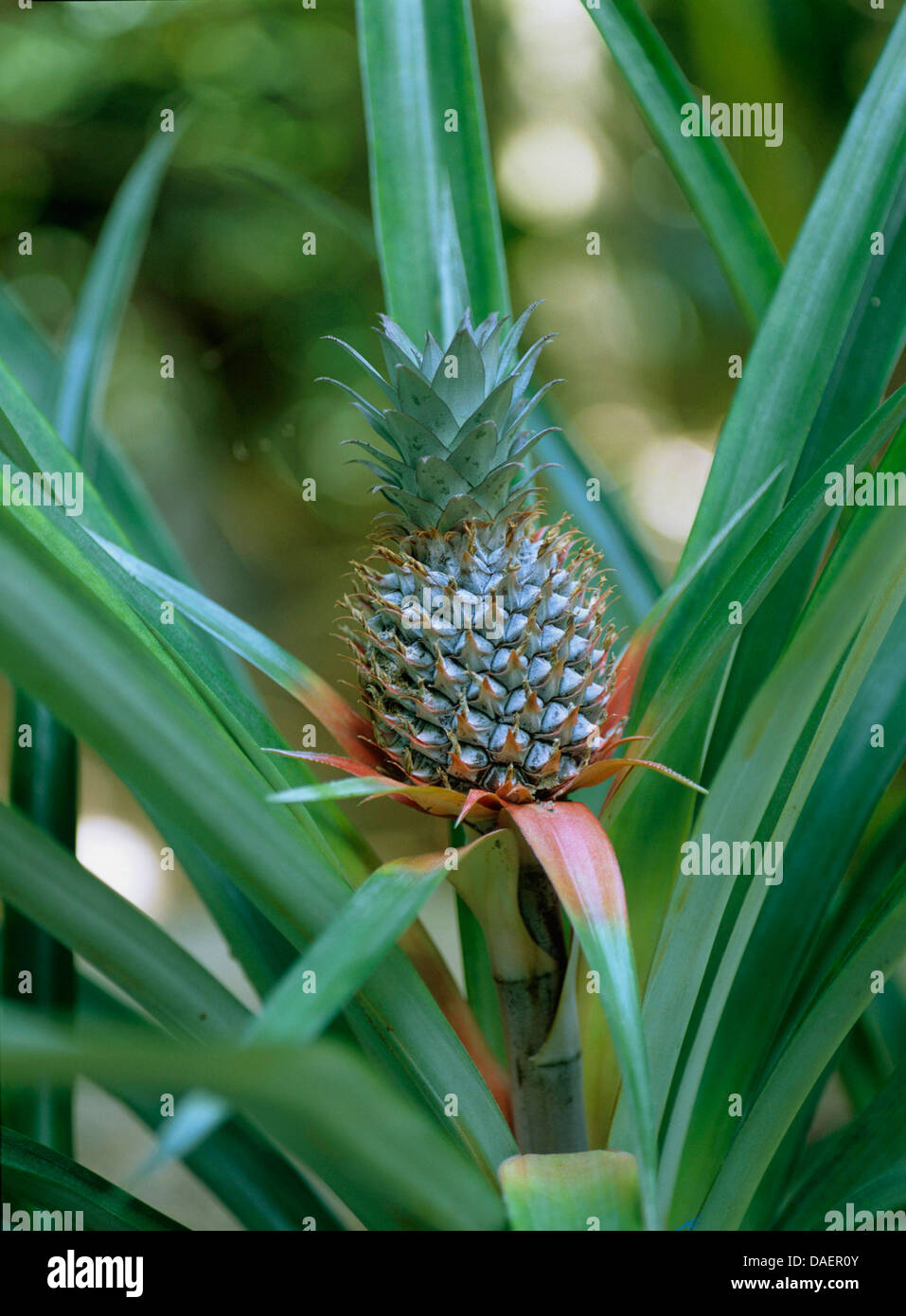 Ananas (Ananas Comosus, Ananas Sativus), mit jungen Blütenstand Stockfoto