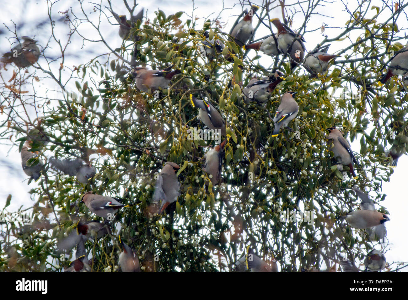 Böhmische Seidenschwanz (Bombycilla Garrulus), Fütterung auf Mistel Beeren, Deutschland, Bayern Stockfoto