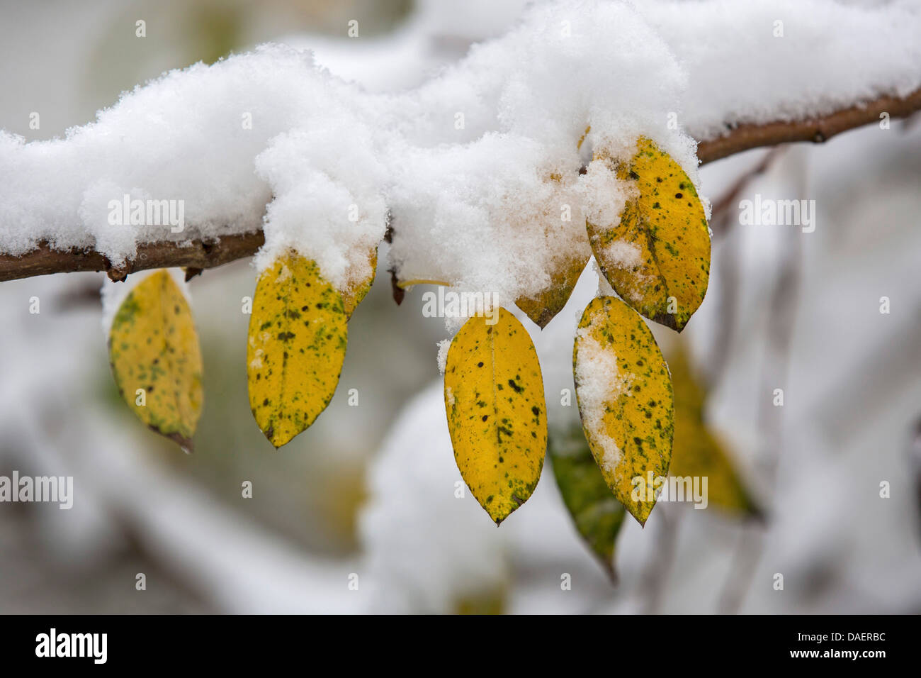 gemeinsamen Birne (Pyrus Communis), Schnee bedeckten Zweig mit Herbst Blätter, Deutschland, Bayern Stockfoto