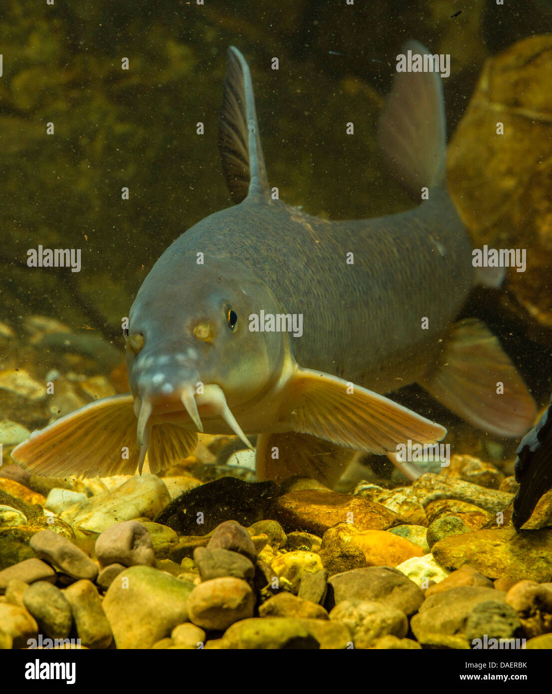 Barbe barbus barbus Fotos und Bildmaterial in hoher Auflösung Alamy
