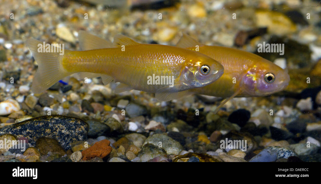 Fathead Elritze (Pimephales Promelas), gelbe morphe Stockfoto