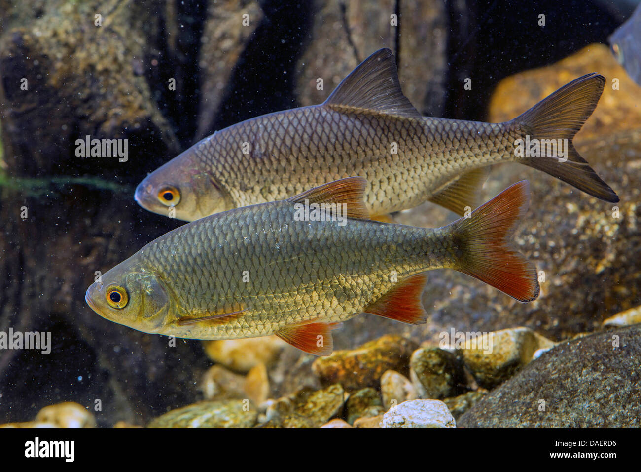 Rotfeder (Scardinius Erythrophthalmus), mit gemeinsamen Roach im Hintergrund, Deutschland Stockfoto