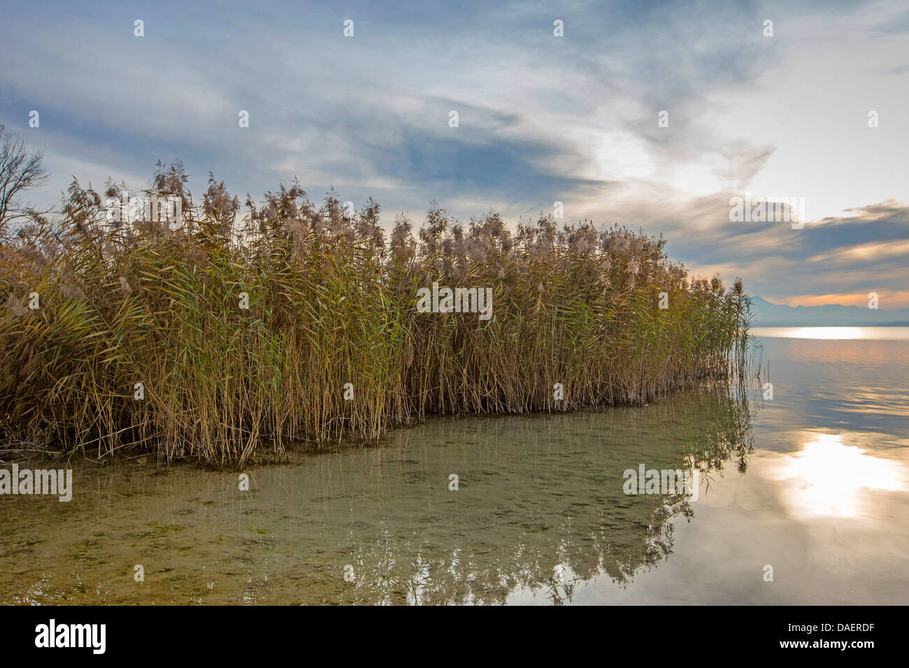 Reed Grass, gemeinsamen Schilf (Phragmites Communis, Phragmites Australis), Reed Zone 3 m Höhe am See Ufer, Deutschland, Bayern, See Chiemsee Stockfoto