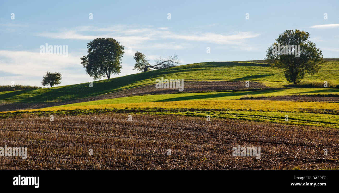 geerntete Felder am Abend Licht, Deutschland, Bayern Stockfoto