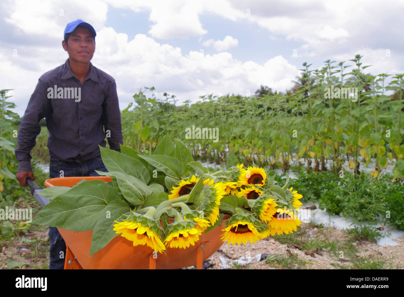 Miami Florida, Florida City, Robert ist hier, produzieren, Markt, Verkauf, Sonnenblumen, hispanischer Mann Männer männliche Erwachsene Erwachsene, Angestellte Arbeiter arbeiten Personal, arbeiten Stockfoto