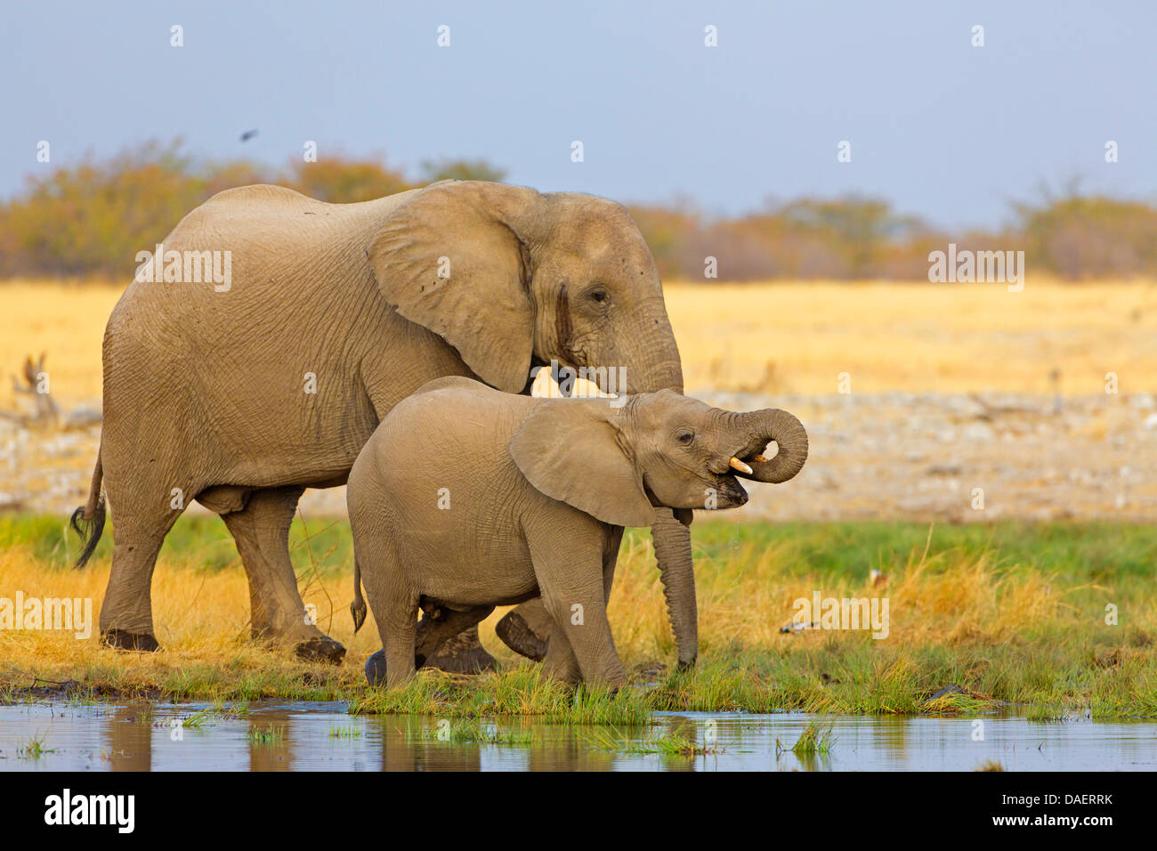 Afrikanischer Elefant (Loxodonta Africana), Elefant Kuh mit Kalb trinken aufgeben, Namibia, Oshikoto, Etosha Nationalpark, Riedfontein Brunnen Stockfoto