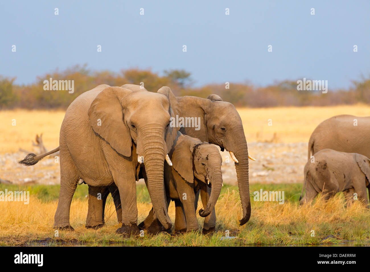 Afrikanischer Elefant (Loxodonta Africana), Kuh Elefanten mit ihren Kälbern auf das Trinken aufgeben, Namibia, Oshikoto, Etosha Nationalpark, Riedfontein Brunnen Stockfoto