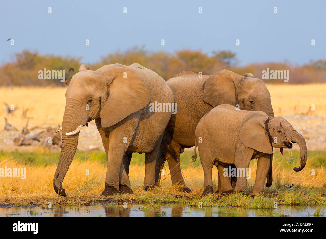 Afrikanischer Elefant (Loxodonta Africana), Kuh Elefanten mit ein Jugendlicher vor dem trinken trinken aufgeben, Namibia, Oshikoto, Etosha Nationalpark, Riedfontein Brunnen Stockfoto
