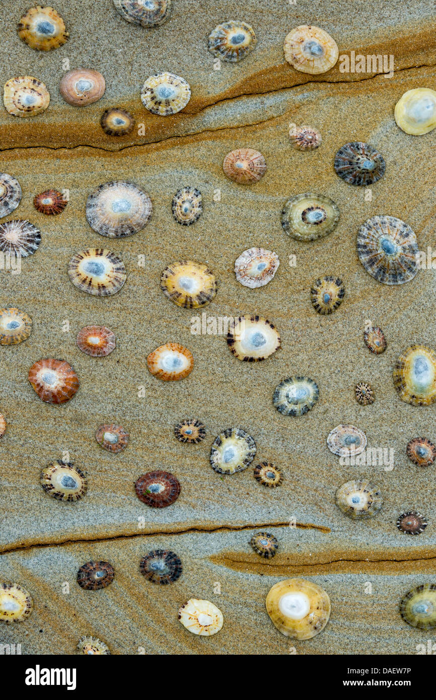 Limpet Muscheln auf verwittertem Sandstein Muster Stockfoto