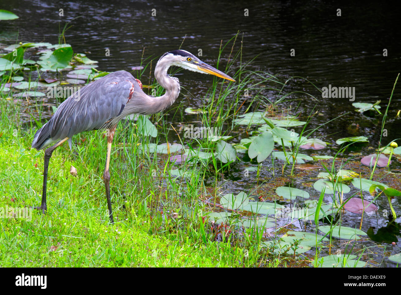 Miami Florida, Everglades National Park, Shark Valley Visitors Center, Zentrum, Fahrradtram Trail, großer blauer Reiher, FL130601045 Stockfoto