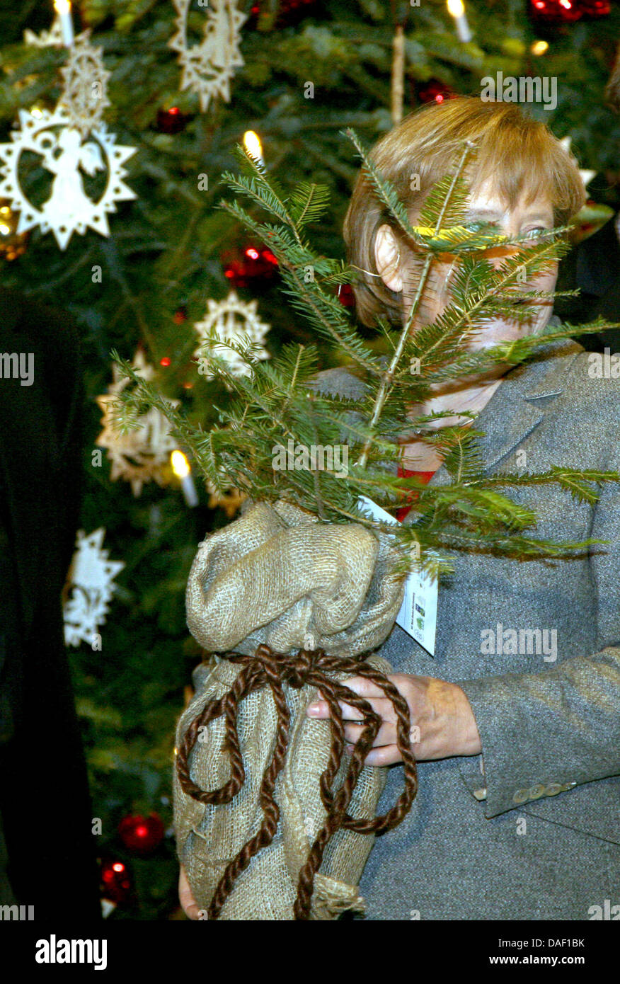 Deutsche Bundeskanzlerin Angela Merkel (CDU) erhält einen kleinen Weihnachtsbaum in einer Tasche vor einem großen geschmückter Weihnachtsbaum im Bundeskanzleramt in Berlin, Deutschland, 24. November 2011. Die Nordmanntanne hinter ihr ist aus dem Odenwald und wurde ihr von der Baden-Württemberg-Forstwirtschaft-Abteilung gegeben. Es ist einer der drei Bäume, erhielt die Kanzlerin die Cha dekorieren Stockfoto