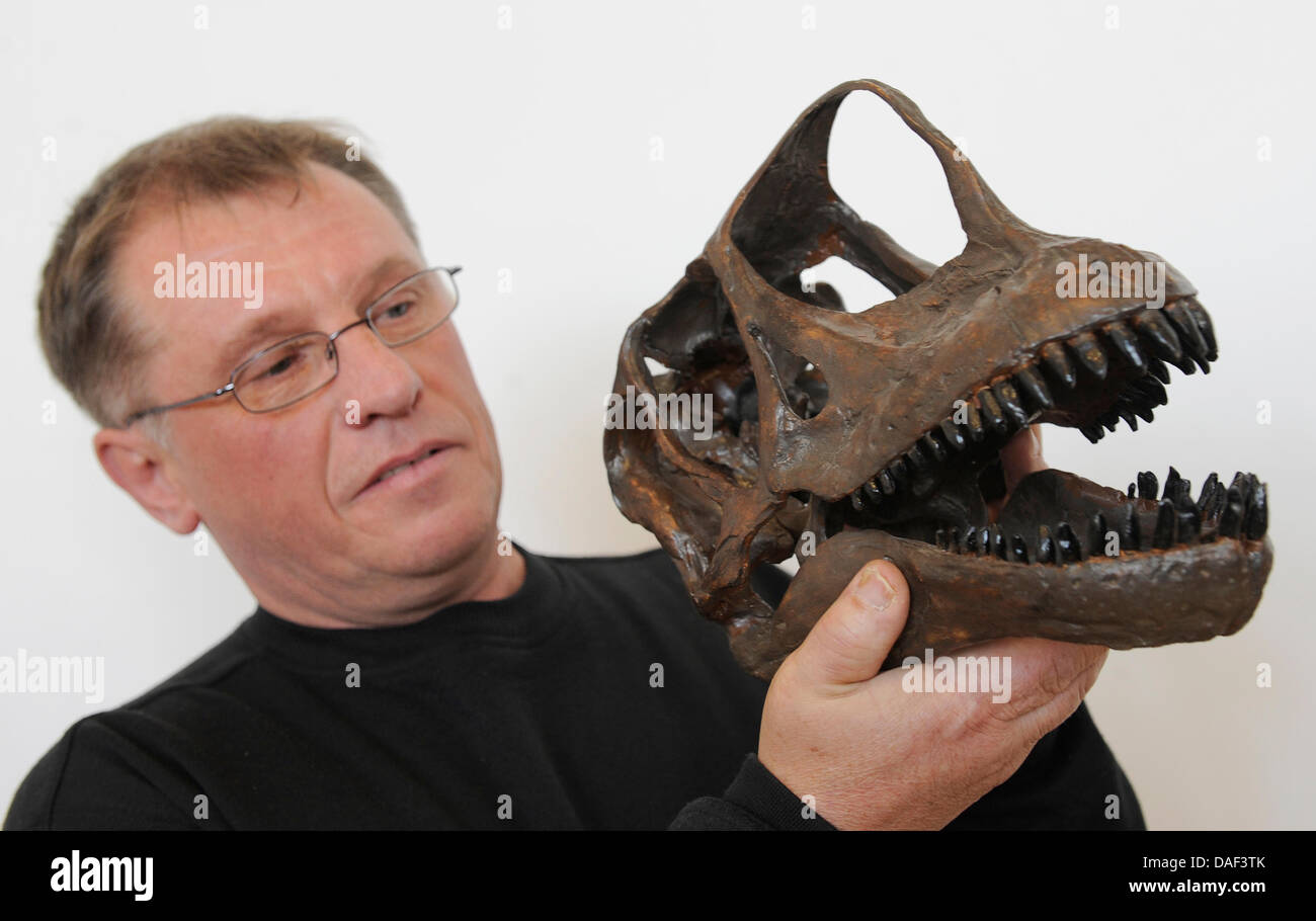 Eine lebensgroße Schädel Nachbildung eines Dinosauriers mit langem Hals wird von Holger Luedtke im Landesmuseum in Hannover, 29. November 2011 vorgestellt. Die Entdeckung der "Europasaurus" von Luetdke in einem Steinbruch am Rande des Harzes war eine weltweite Sensation. Nun hat ein großes Forschungsprojekt auf die neue Dinosaurier-Arten begonnen. Da der erste Dino Teetch fanden sich im Jahr 1998 mehr Stockfoto