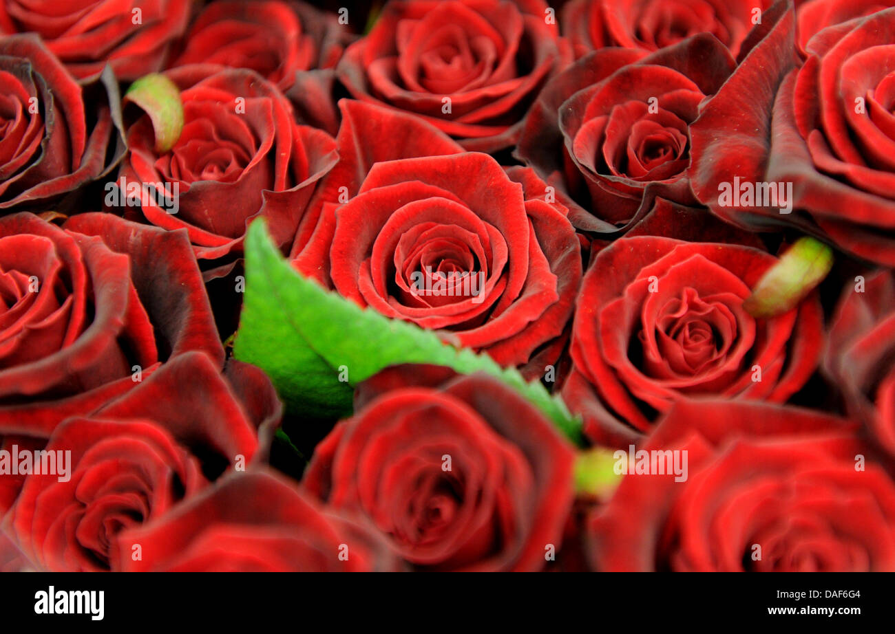 Rote Rosen sind in Hamburg, Deutschland, 10. Februar 2011 verkauft. Am 14. Februar ist Valentinstag. Foto: Angelika Warmuth Stockfoto