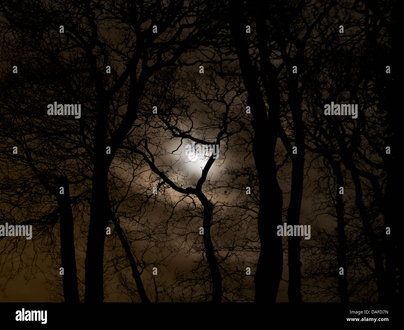 Mondschein Eichen erschossen auf einem herbstlichen Eve in einem kleinen Waldgebiet Stockfoto