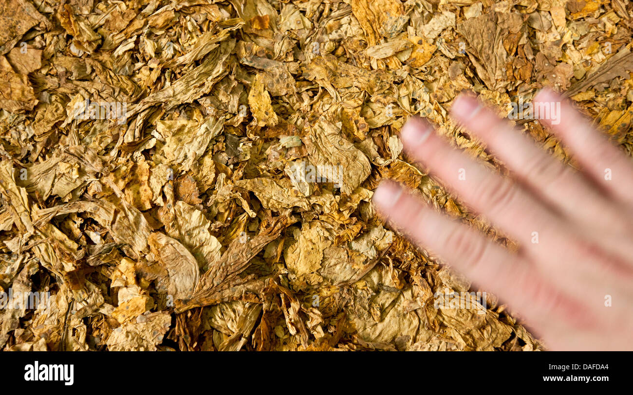 Eine Hand fegt über Tabakblätter ihre Qualität im f6 Zigaretten Werk in Dresden, Deutschland, 10. Februar 2011 überprüfen. Foto: Oliver Killig Stockfoto