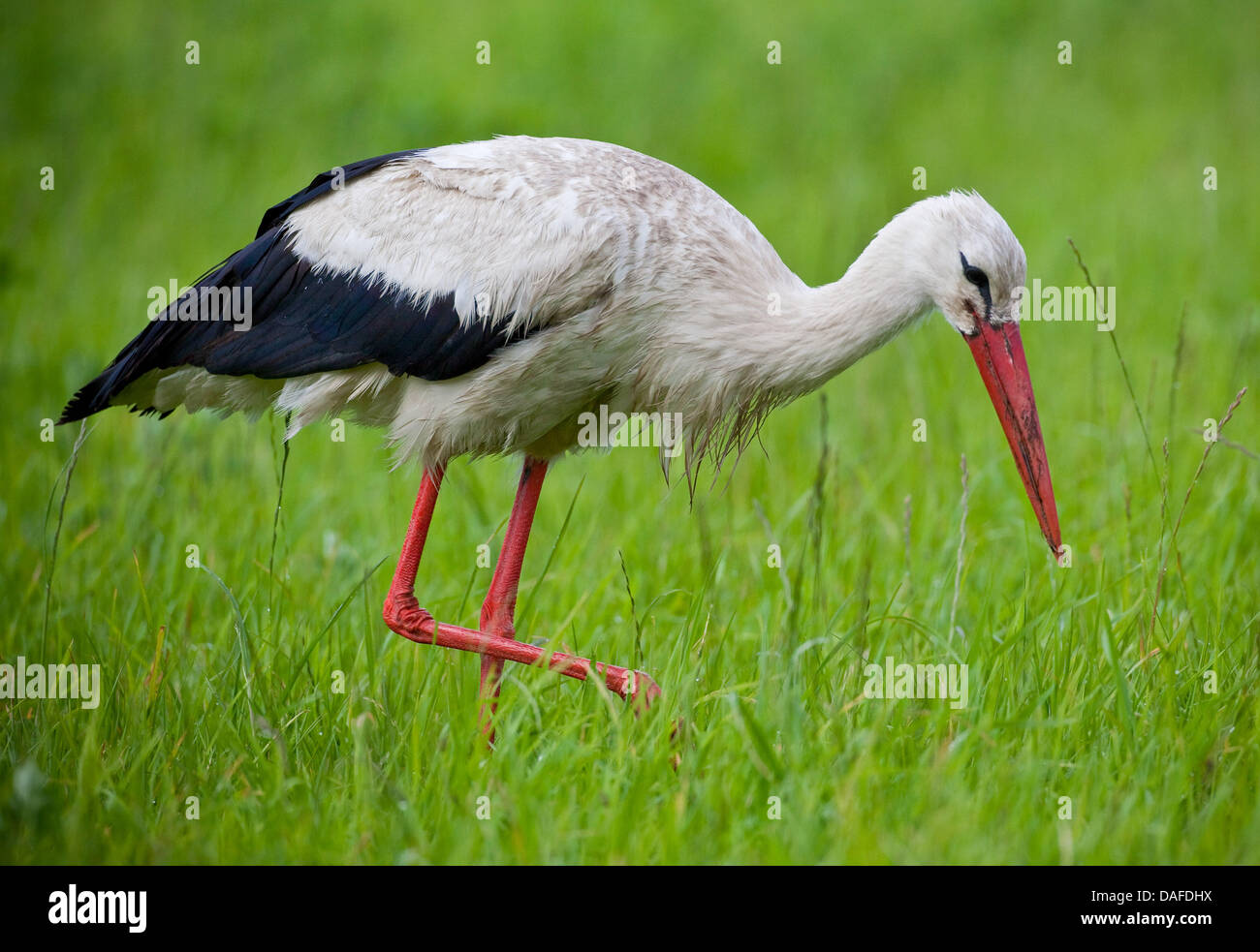 (Dpa-Datei) Ein Datei-Bild datiert 22. Juni 2009 von einem Storch auf Futtersuche in der Nähe von Seelow, Deutschland. Der Weißstorch ist eines der Tiere, die von der IUCN als vom Aussterben bedrohte Arten aufgeführt, doch die Bevölkerung erholt sich. Foto: Patrick Pleul Stockfoto